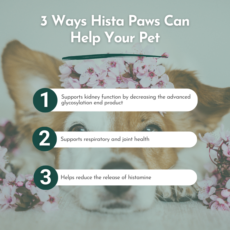 Hista Paws — Plant-Based Quercetin & Nettles Formula for Dogs & Cats | Dr. Ruth Roberts