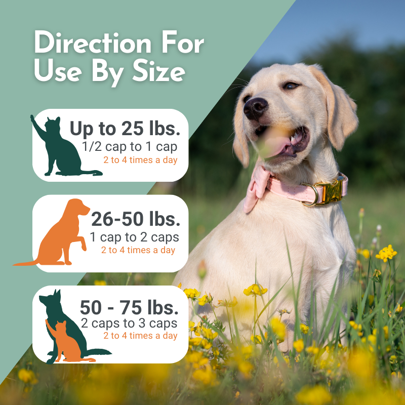 Hista Paws — Plant-Based Quercetin & Nettles Formula for Dogs & Cats | Dr. Ruth Roberts