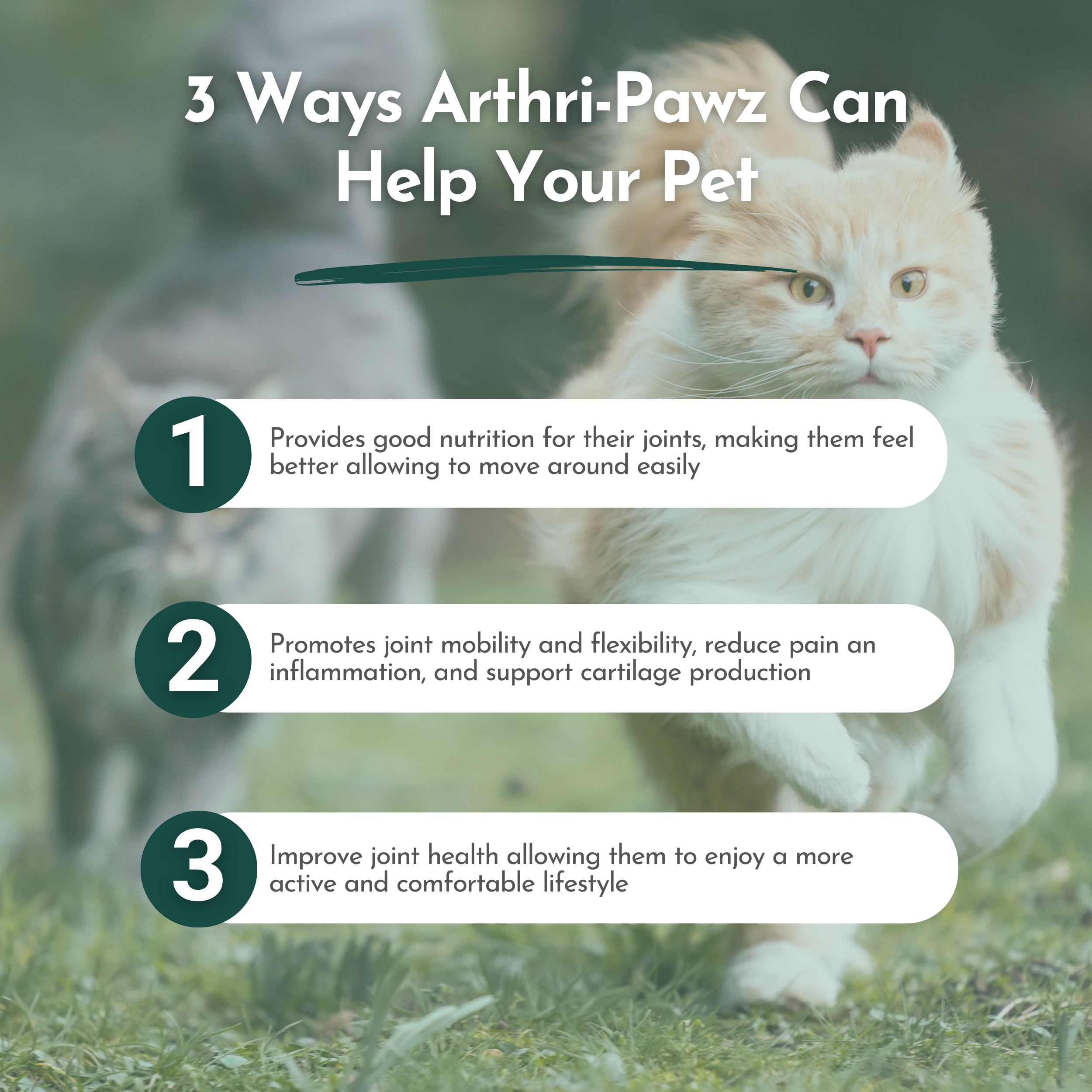 Arthri-Pawz — Glucosamine, MSM, Green-Lipped Mussel & UC-II Collagen for Dogs & Cats | Dr. Ruth Roberts