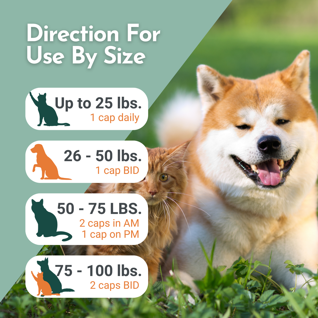Arthri-Pawz — Glucosamine, MSM, Green-Lipped Mussel & UC-II Collagen for Dogs & Cats | Dr. Ruth Roberts