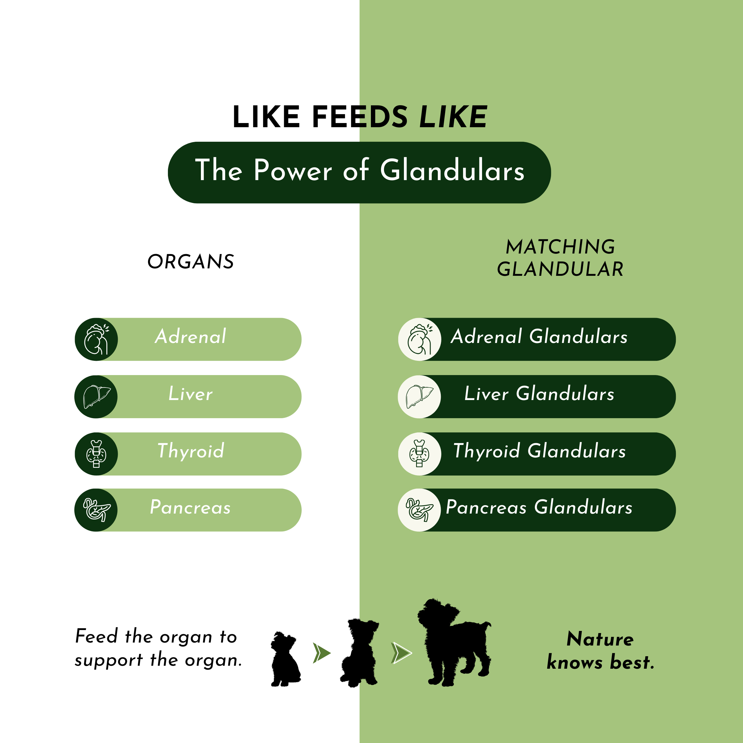 Holistic Total Body Support — Daily Multivitamin & Glandular Supplement for Dogs & Cats | Dr. Ruth Roberts