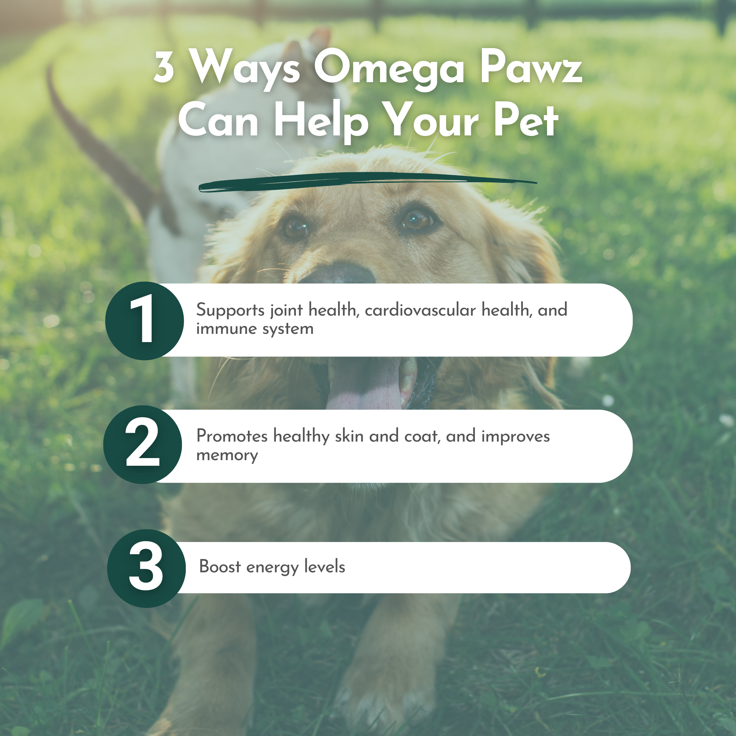 Omega Pawz — Liquid Omega-3 Fish Oil with EPA & DHA for Dogs & Cats | Dr. Ruth Roberts