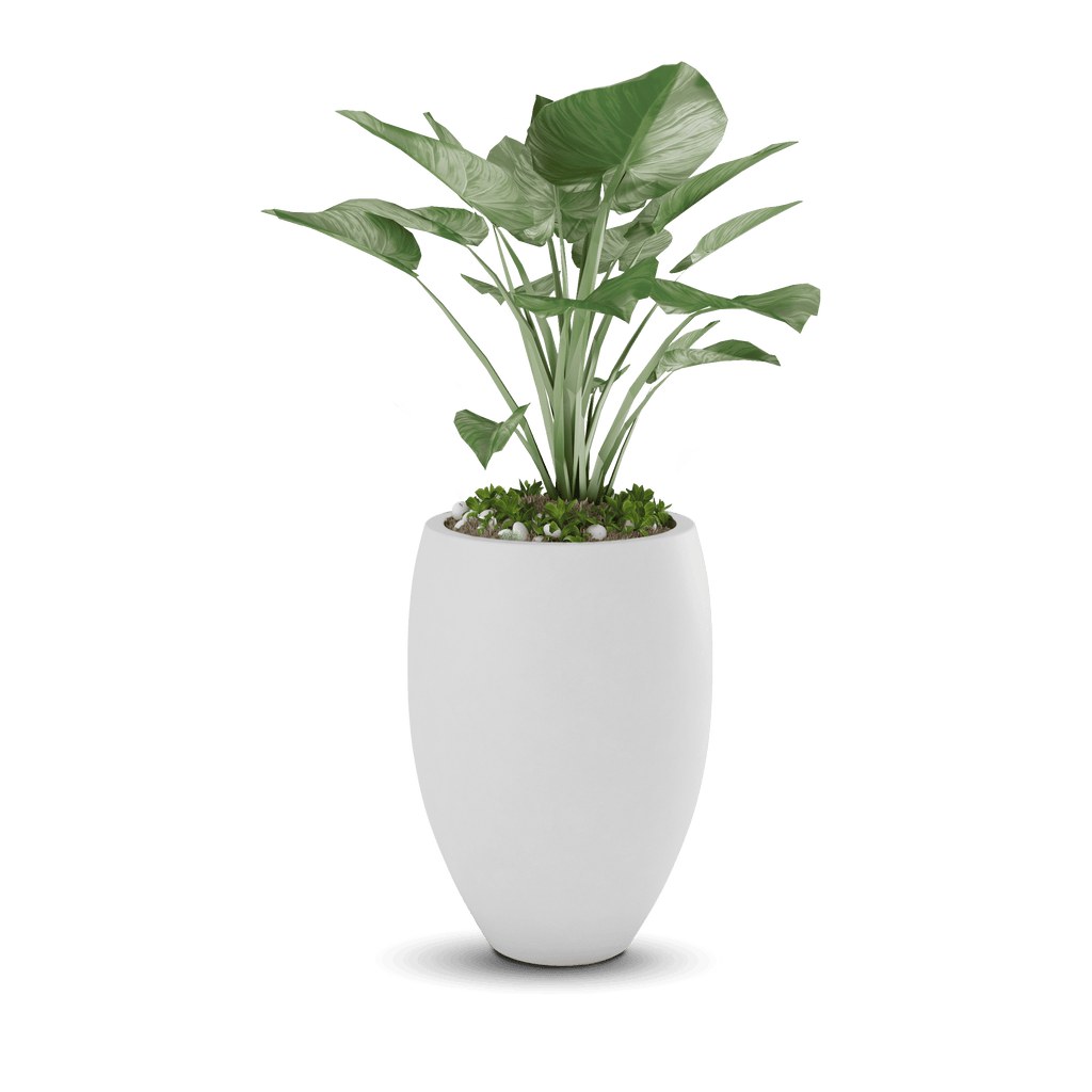 Brandy Planter