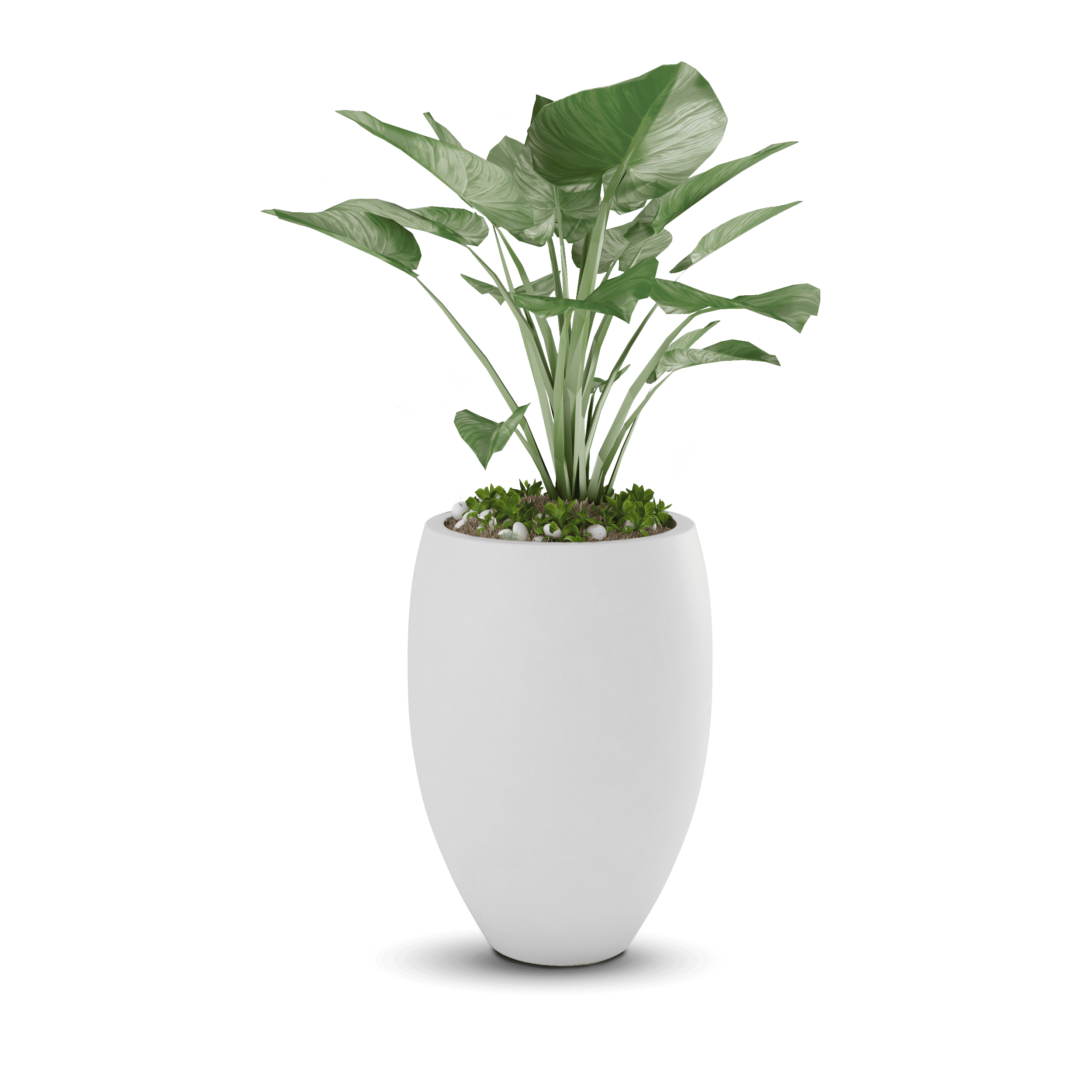 Brandy Planter