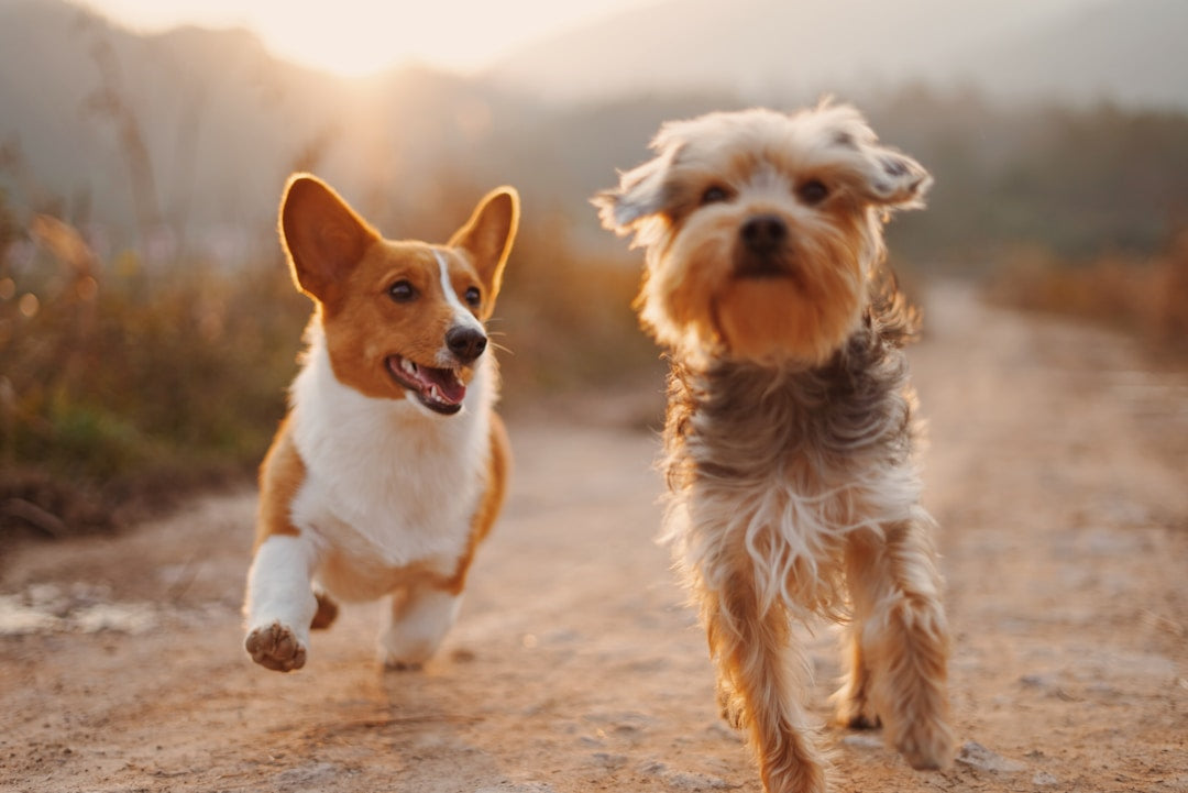 WiFi pet feeder app on smartphone