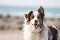 Smart WiFi automatic pet feeder
