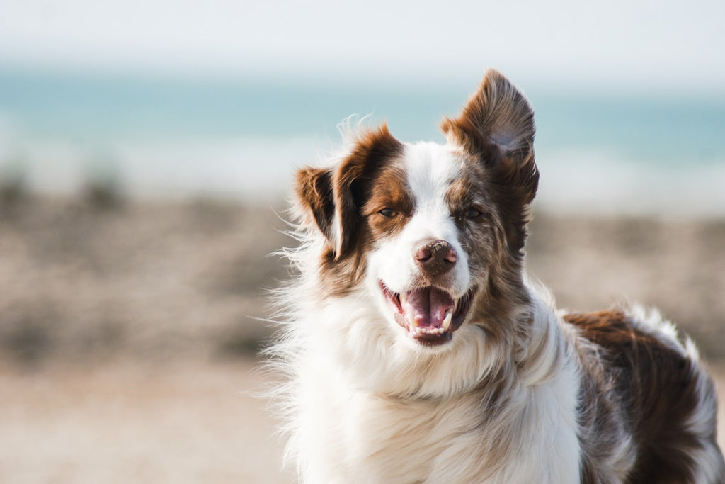 Dog at scheduled smart feeder meal